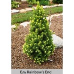 Ель  сизая Rainbow's End