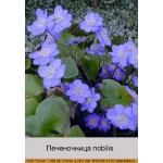 Печеночница nobilis