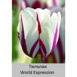 World Expression