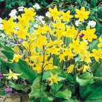 Кандик (Erythronium) Kondo 