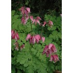 Дицентра (Dicentra) Adrian Bloom