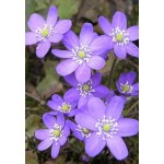 Печеночница (Hepatica) Blue Jewel