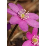 Печеночница (Hepatica) Pink Forest Hybrids®