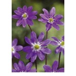 Печеночница (Hepatica) Purple Forest Hybrids®