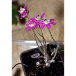Печеночница (Hepatica) Red Forest Hybrids® 