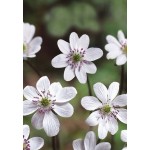 Печеночница (Hepatica) White Forest Hybrids®