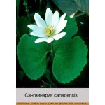 Сангвинария canadensis