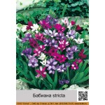 Бабиана (Babiana) stricta
