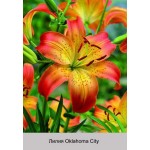 Азиатский гибрид  двухцветный Oklahoma City