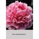 Пион Sarah Bernhardt