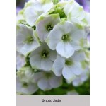 Флокс Jade