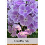 Флокс Miss Kelly
