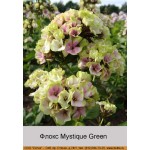 Флокс Mystique Green