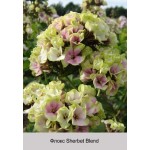 Флокс Sherbet Blend
