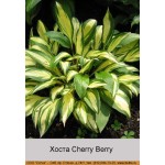 Хоста Cherry Berry