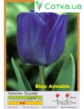 Тюльпан Blue Aimable