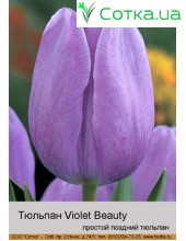 Тюльпан Violet Beauty