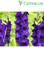 Гладиолус	Purple Flora