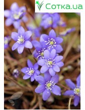 Печеночница (Hepatica) Blue Forest Hybrids®