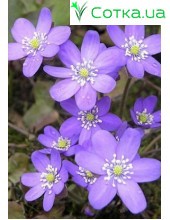 Печеночница (Hepatica) Blue Jewel