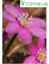 Печеночница (Hepatica) Pink Forest Hybrids®