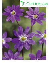 Печеночница (Hepatica) Purple Forest Hybrids®