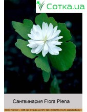 Сангвинария canadensis Flora Plena