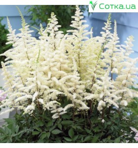 Астильба гибридная (Astilbe hybr.)	Cappuccino®