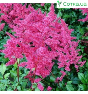 Астильба японская (Astilbe) (J)	Bonn