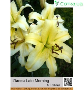 ОТ гибрид Late Morning