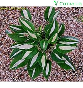 Хоста (Hosta) Whirly Pop