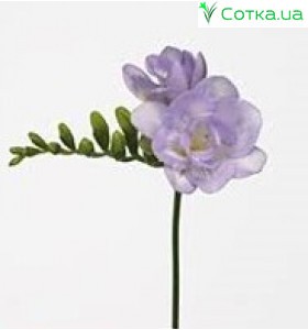  Фрезія (Freesia) Algarve 