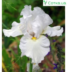 Ирис германика (Iris germ.)	White Knight