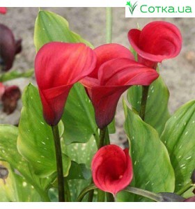 Калла (Zantedeschia) Red Sox