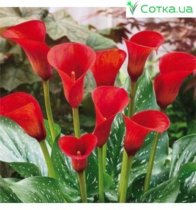 Калла (Zantedeschia) Red Alert
