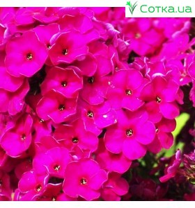 Флокс (Phlox)	Nadia®