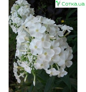 Флокс (Phlox)	White Admiral