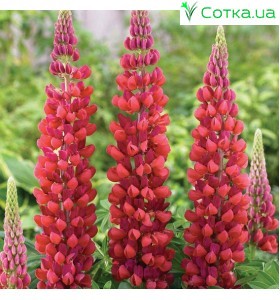 Люпин (Lupines)	My Castle