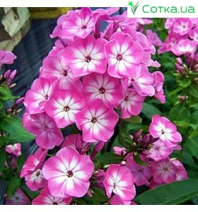 Флокс (Phlox)	Anastasia®