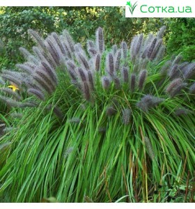 Пеннисетум (Pennisetum)	Moudry