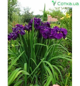 Ирис (Iris ens).	Eileens Dream