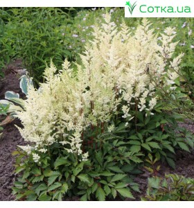 Астильба гибридная (Astilbe hybr.)	Younique White®