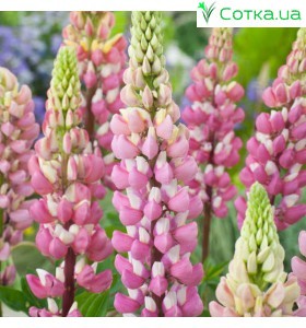 Люпин (Lupines)	The Chatelaine 