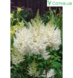 Астильба гибридная (Astilbe hybr.)	Donna®