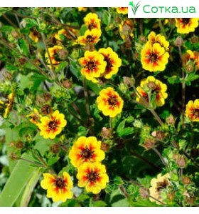 Лапчатка (Potentilla)	Esta Ann