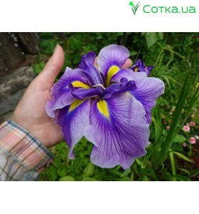 Ирис (Iris ens).	Crystal Halo