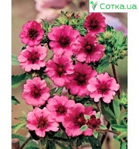 Лапчатка (Potentilla)	Miss Willmott