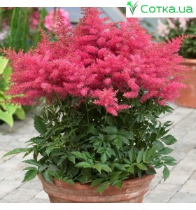 Астильба гібридна (Astilbe hybr.)	Younique Cerise®