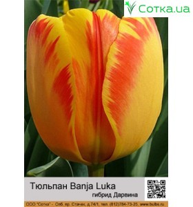 Тюльпан Banja Luka