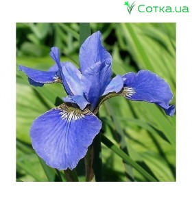 Ирис сибирский (Iris sib.)	Blue King   